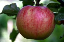U Srbiji se koristi više od 1.200 preparata: Crvljiva ili prskana jabuka - šta je zdravije?