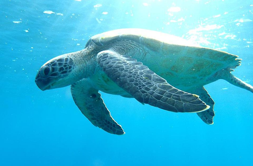 Desetine morskih kornjača pronađene izbodene kod japanskog ostrva