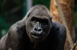 Gorile zaražene virusom korona
