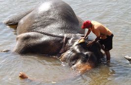 Šri Lanka donela zakon o zaštiti slonova: Moraju se kupati svaki dan, zabranjuje se rad noću