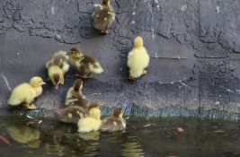 Novosađani, iskoristite vikend: Biće sunčano i toplo, od nedelje će biti kiše i malo svežije
