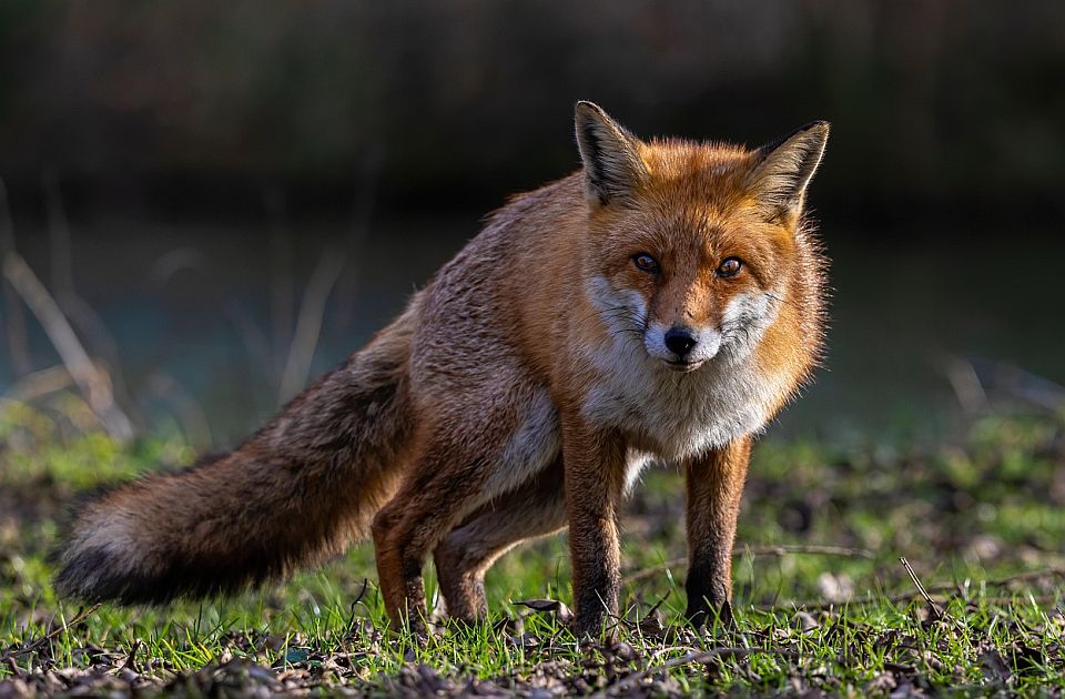 "Lukavi slepi putnik": Lisac se ušunjao na brod u Engleskoj i stigao do Njujorka