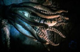 Otrov australijske hobotnice mogao bi da bude ključan u borbi protiv melanoma