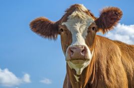 Krave koje ispuštaju gasove sa manje metana - deo borbe protiv klimatskih promena