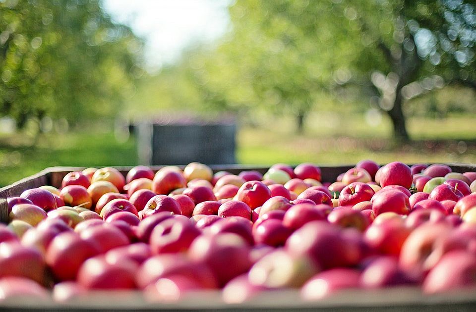  Proizvođači jabuka počeli da traže zamenu za rusko tržište
