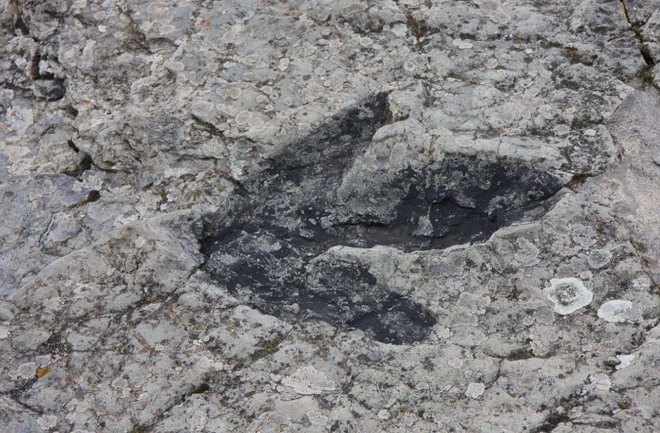 Otkrivena nova vrsta dinosaurusa: Ima "jedro" duž leđa