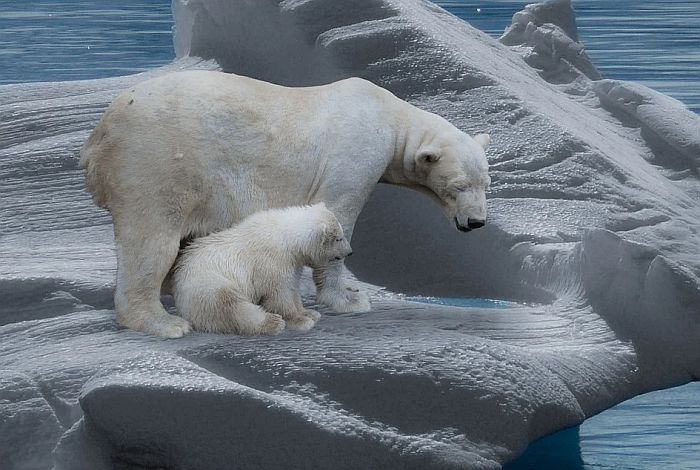 Polarni medved ubio čoveka u kampu