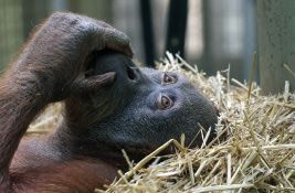 Rođeno mladunče bornejskog orangutana - posebno ugrožene vrste