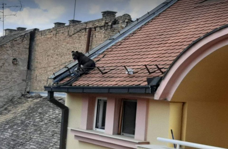FOTO: Pas spašen sa krova zgrade u centru Novog Sada