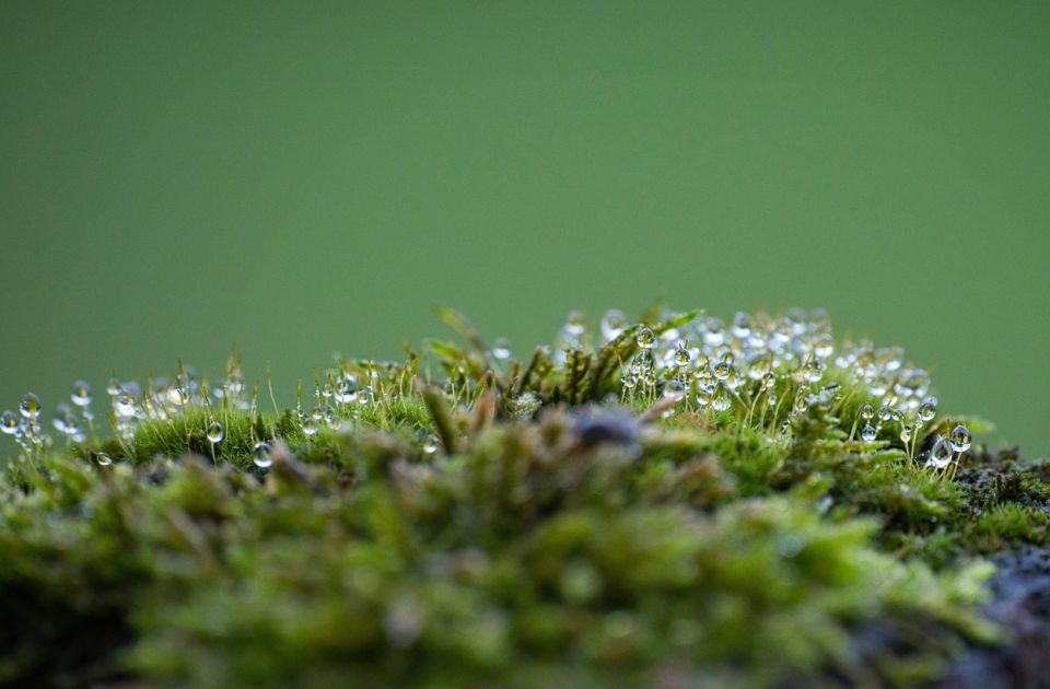 Mahovina preživela devet meseci u vakuumu svemira