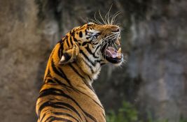 VIDEO: Zaplenjeno 68 lavova, tigrova i jaguara korišćenih u seriji 