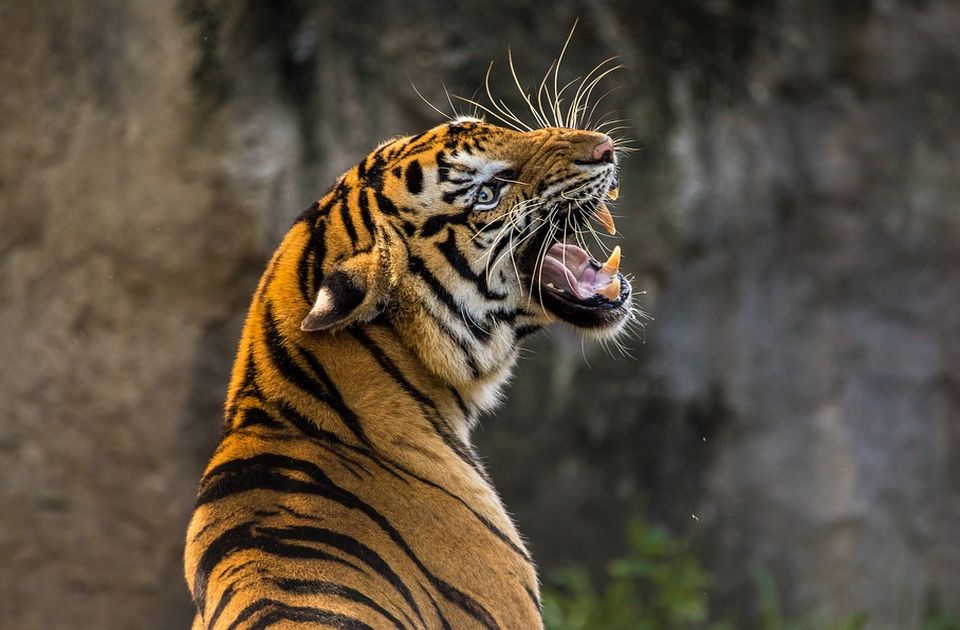 VIDEO: Zaplenjeno 68 lavova, tigrova i jaguara korišćenih u seriji "Tiger king"