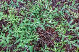 Gljivice u zemljištu mogu da utiču na nastanak kiše