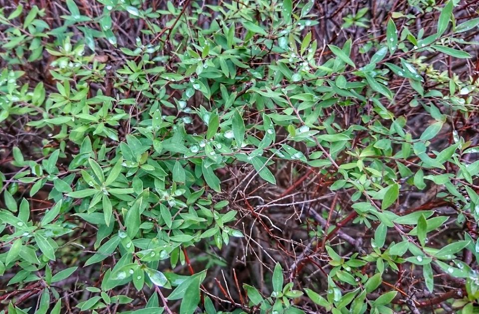 Gljivice u zemljištu mogu da utiču na nastanak kiše