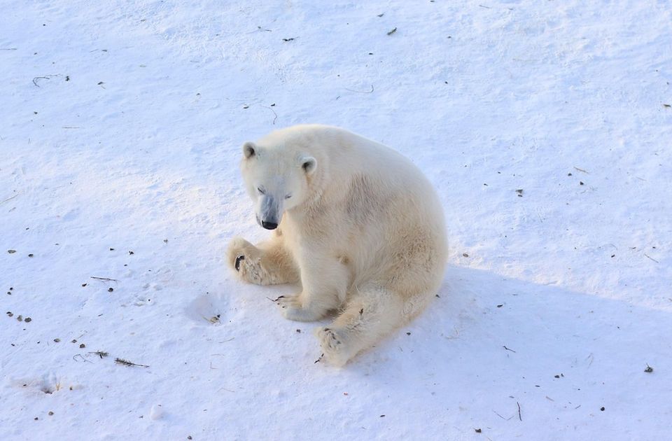 Malo arktičko selo na Aljasci želi da turisti dolaze da posmatraju polarne medvede 