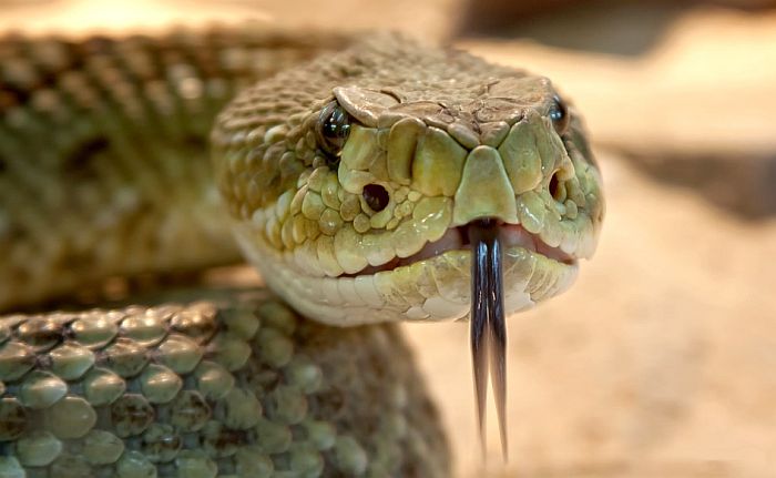 Kineskinja preminula od ujeda zmije kupljene na internetu