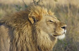 Policija u rezervatu u Keniji pronašla telo čoveka koga je napao lav 