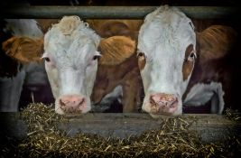 Proizvođači mleka traže ispunjenje obećanja o subvencijama po grlu 