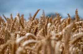 Poljoprivrednici: Zasejano manje pšenice, seme sa tavana, a zemljište nedovoljno nađubreno