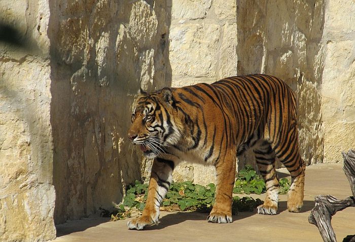 Uprkos upozorenju ubili ugroženu vrstu tigra