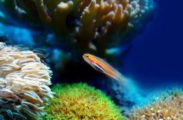 U Jadranskom moru uočene nove otrovne vrste riba: Vlasti pozivaju ljude da ih prijave
