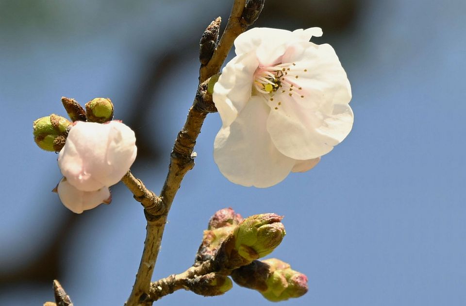 VIDEO: Zvanično počelo cvetanje trešnje u Japanu