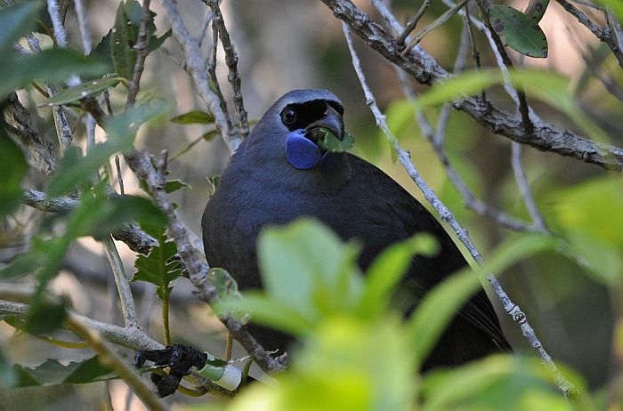 Ptica pevačica sa Novog Zelanda spasena od izumiranja nakon dve decenije napora