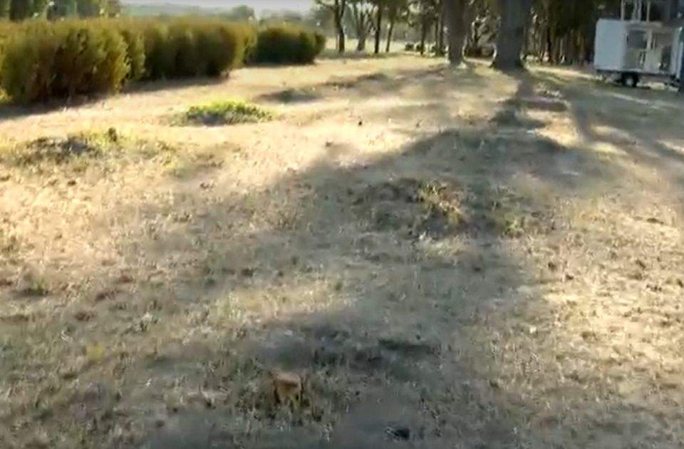 Posečena stabla koja su posađena u znak prijateljstva Srbije i Azerbejdžana