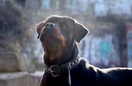  Krivična prijava protiv vlasnika pasa koji su izujedali prolaznike i njihove pse