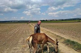 FOTO Zanimljiva družina na Fruškoj gori: Košuta u društvu dva bigla i labradora, ne treba ih dirati