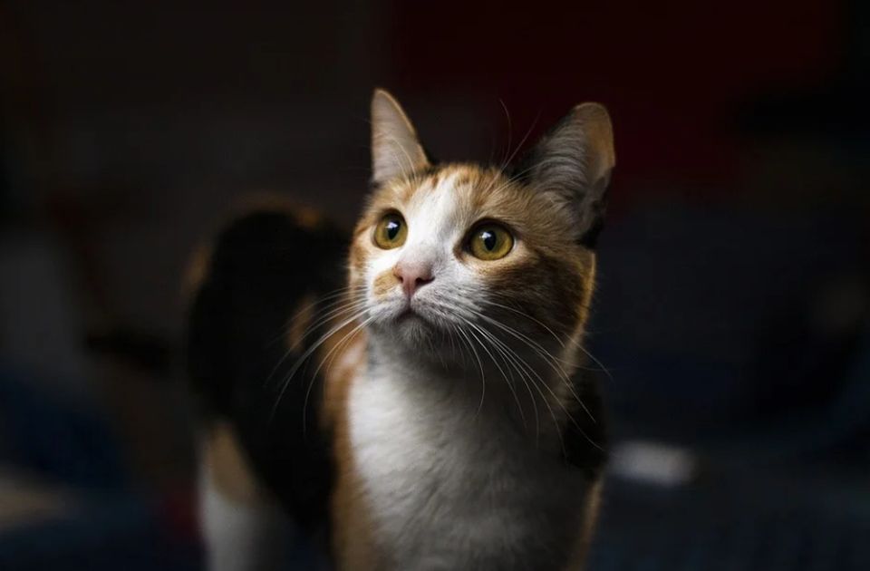 Mačak koji je nestao pre pet godina slučajno pronađen u brodskom kontejneru na naftnoj platformi
