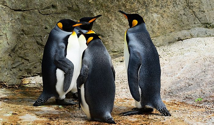 Preti nestanak najvećoj koloniji kraljevskih pingvina