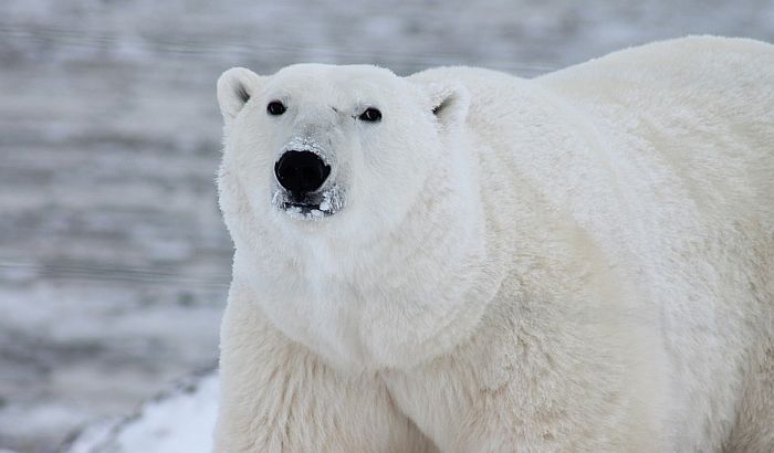 Polarni medved napao muškarca na norveškom ostrvu