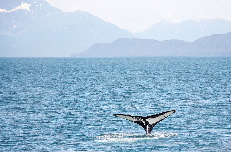 Japan dozvolio lov na kitove perajare