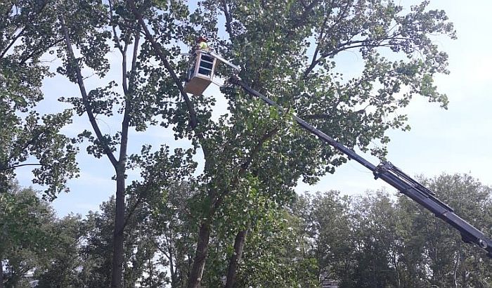 FOTO: Seča sedam starih topola u Limanskom parku, najavljena sadnja 300 mladih stabala