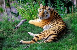Uspavana ženka tigra koja je usmrtila više životinja i povredila jednu osobu