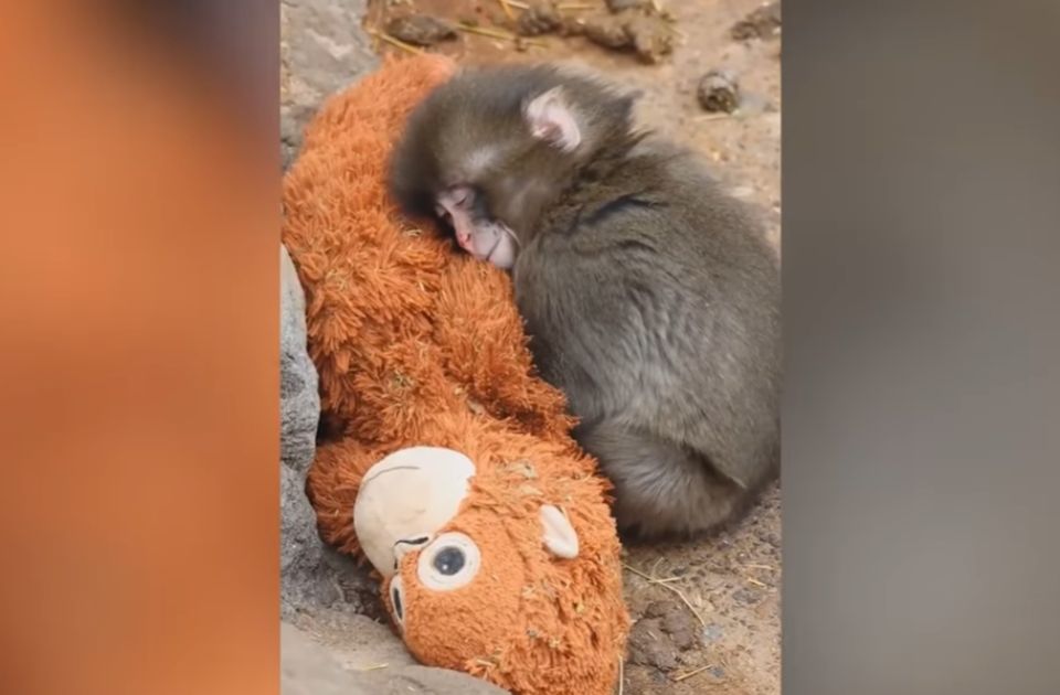 FOTO, VIDEO: Usamljeni majmun sa plišanom igračkom zbližio se sa drugim makakijima i dobio zaštitnika