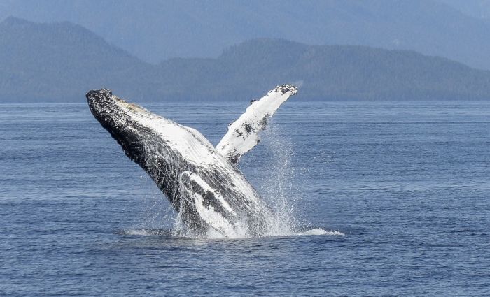 Ilegalno uhvaćeni kitovi uskoro na slobodi