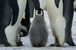 VIDEO Prvi put snimljeno: 700 malih pingvina skočilo sa litice od 15 metara