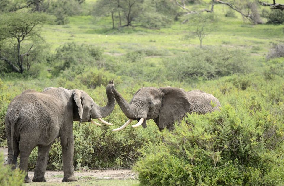 Krdo slonova biće avionom prebačeno iz Engleske u Keniju