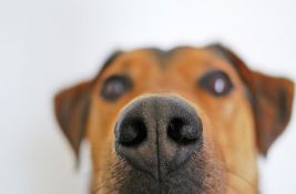 Britanci imaju novo rešenje za detektovanje stenica: Koriste obučene pse 