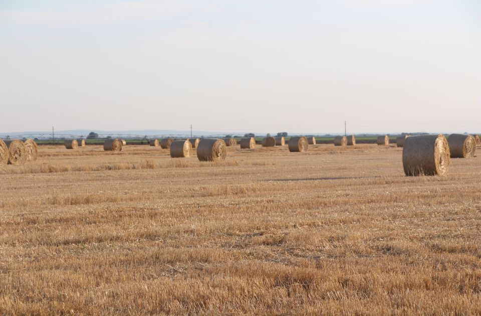 Kako su paori nagrabusili: Niska cena pšenice i precenjen dinar