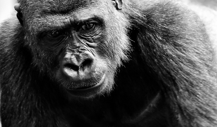 Uginula jedna od najstarijih gorila na svetu, ženka Vila