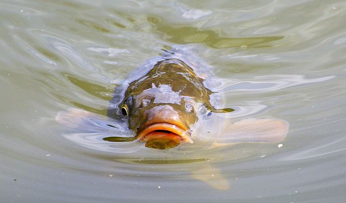 Za ribnjake u Vojvodini 20 miliona dinara