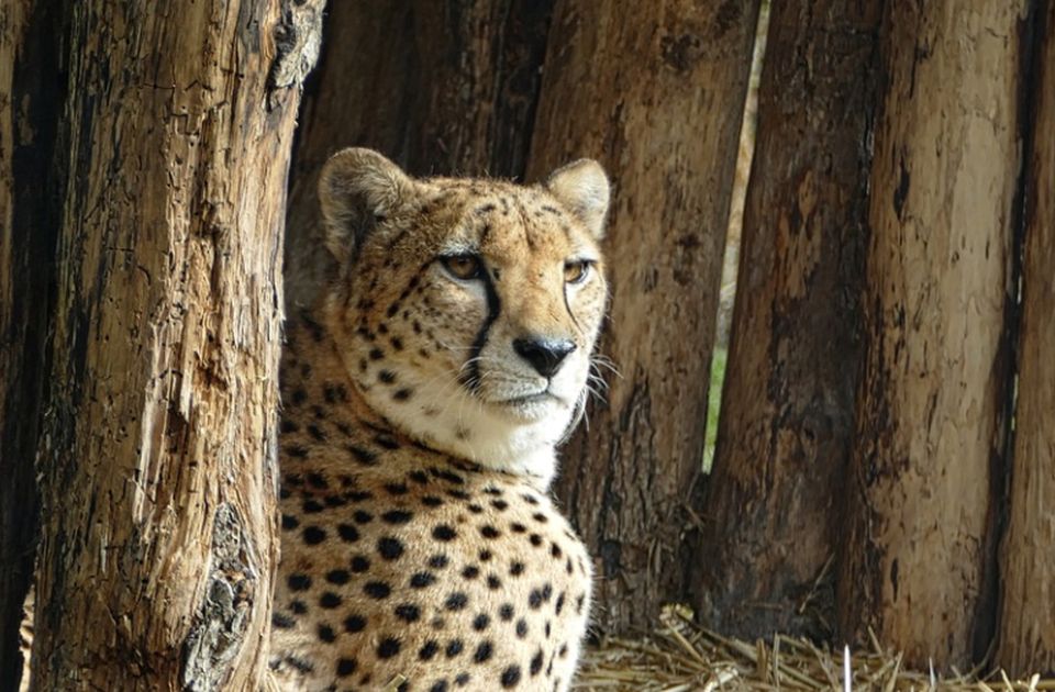 U Iranu ostalo samo 12 geparda, preti mu izumiranje