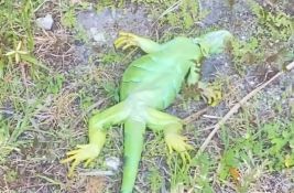 VIDEO: Iguane zbog hladnoće padaju sa drveća na Floridi