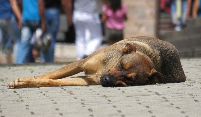 Irig: Čopori pasa otimaju hranu gostima u restoranima