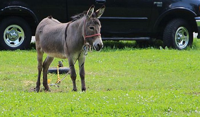 U hrvatskoj Telašćici prodaju magareći izmet kao suvenir