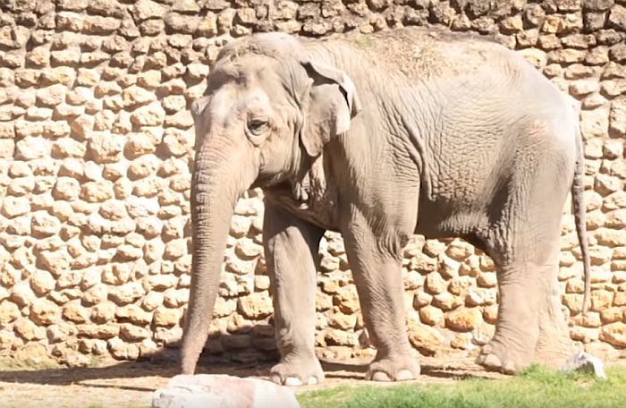 VIDEO: Uginula najtužnija slonica na svetu
