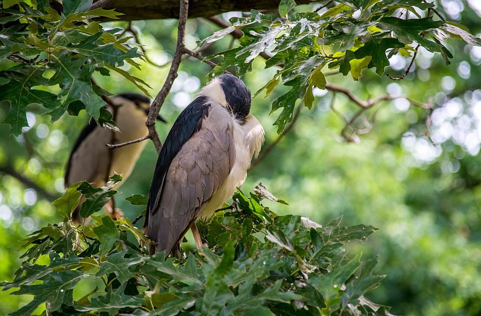 Stručnjaci upozoravaju: Milioni ptica godišnje budu ubijene ili uhvaćene na Mediteranu